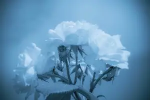 Best Memorial Service Writing for Families in Grief