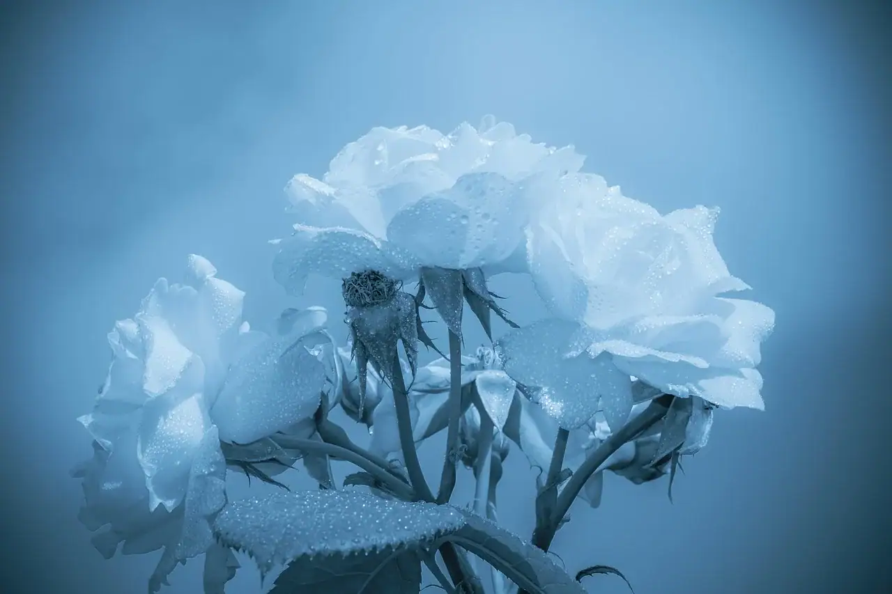 Best Memorial Service Writing for Families in Grief