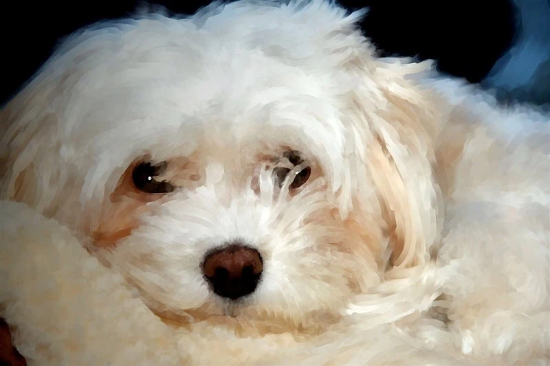 Pet memorial ceremony services to honor your beloved companion by rememberedwell